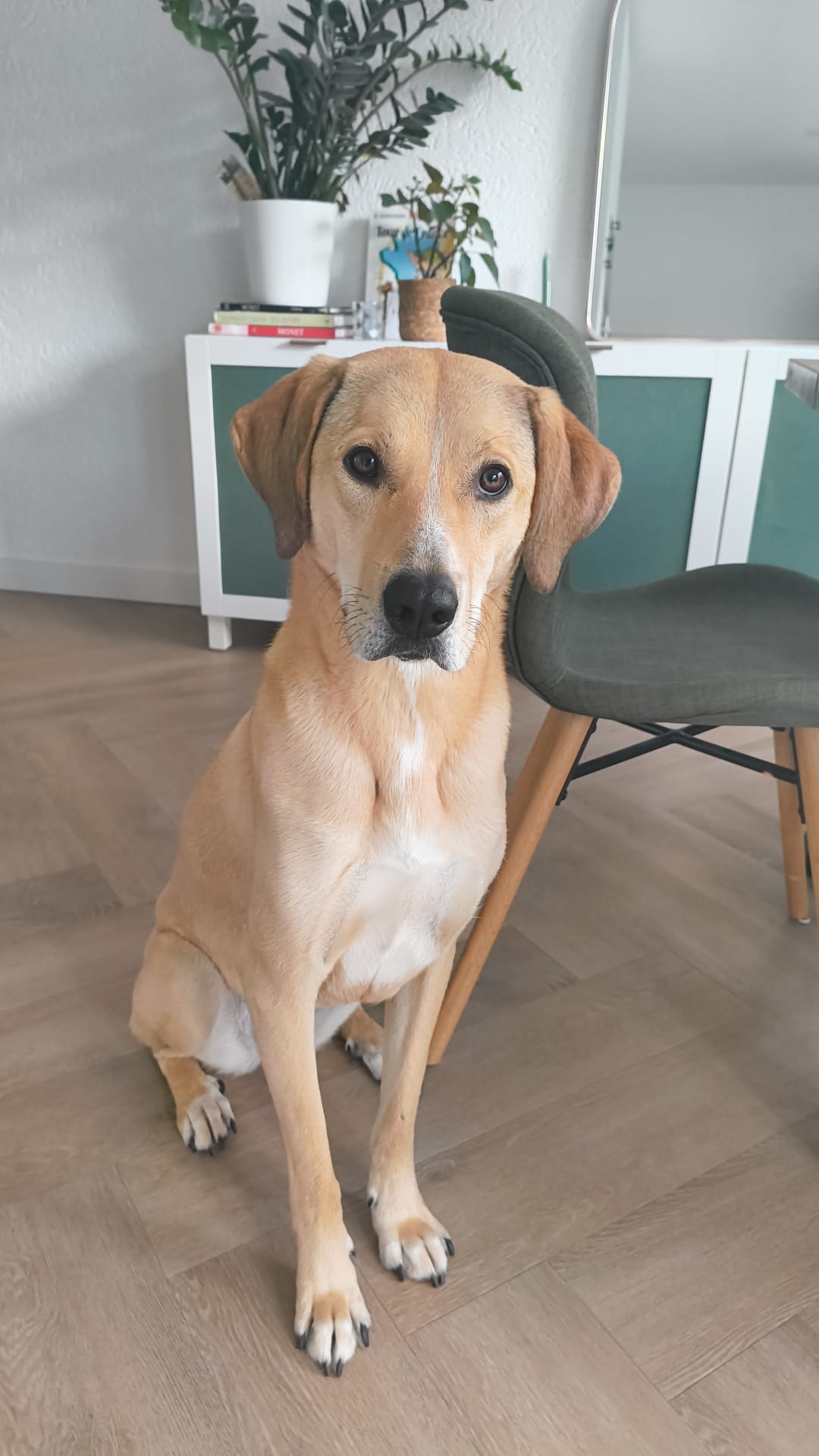 Arya, our dog
